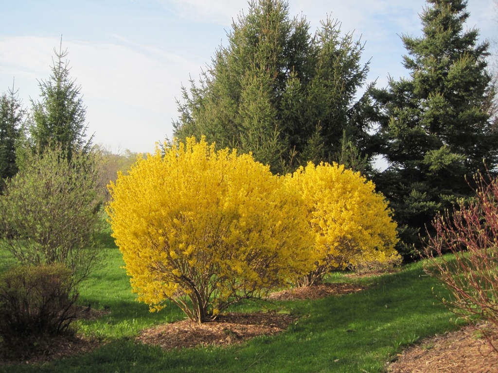 golden bell forsythia