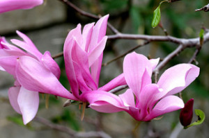 Magnolia liliiflora ‘Ann’