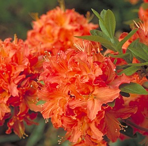 Mandarin Lights Azalea