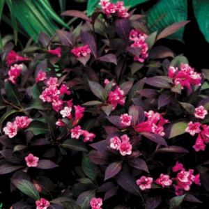 Midnight Wine Weigela