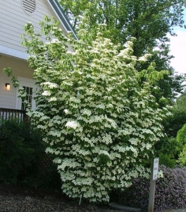 Milky Way Dogwood