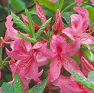 Northern Lights Azalea2