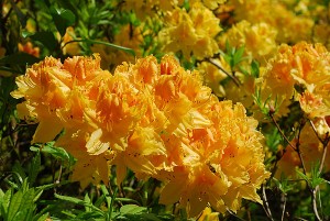 Old Gold Azalea