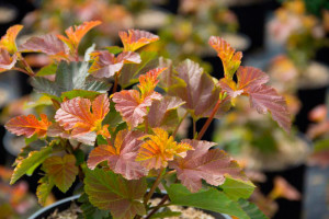 Physocarpus 'Amber Jubilee'