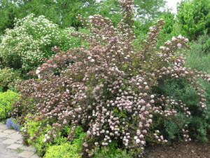 Physocarpus 'Monlo'