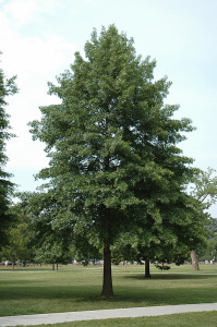 Pin Oak