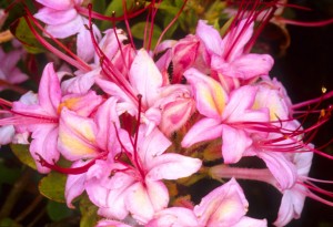 Pink and Sweet Azalea