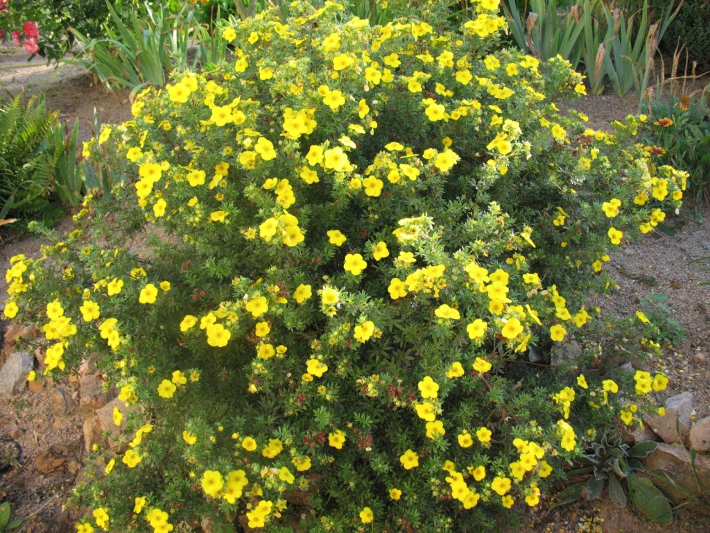 Potentilla | Gammons Garden Center & Landscape Nursery