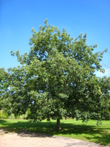 Red Oak