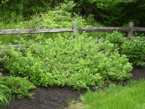 Rhus aromatica 'Gro-Low'