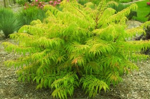 Rhus typhina 'Bailtiger'