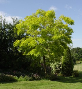 Robinia Robinia pseudoacacia