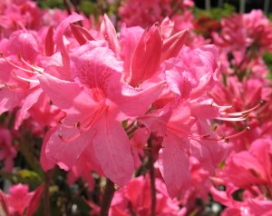 Rosy Lights Azalea