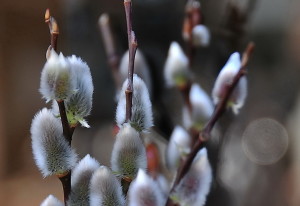 Salix gracilistyla