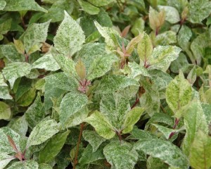 Snowstorm Beautyberry