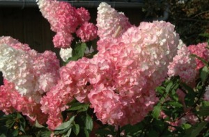 Strawberry Sundae Hydrangea