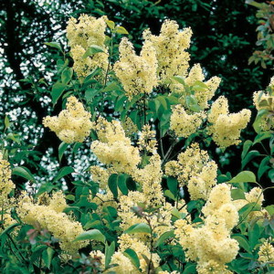 Syringa vulgaris 'Primrose'