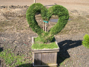 Thuja-Emerald-Green-Heart