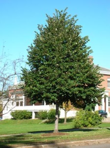 Tilia tomentosa