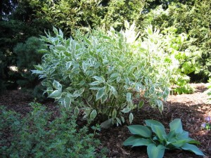 Variegated Dogwood