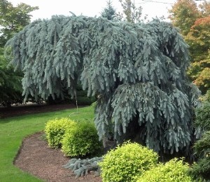 Weeping Blue Spruce