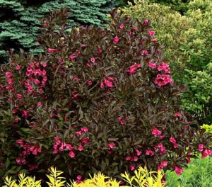 Weigela Shining Sensation