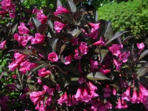 Weigela florida 'Alexandra'