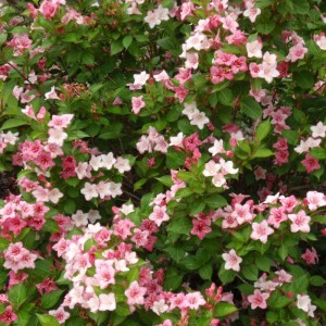 Weigela florida 'Carnaval'