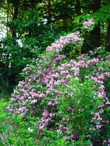 Weigela florida 'Gold Rush'