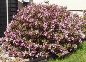 Weigela florida 'Minuet'