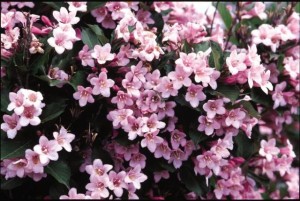 Weigela florida 'Polka'