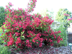 Weigela florida 'Red Prince'