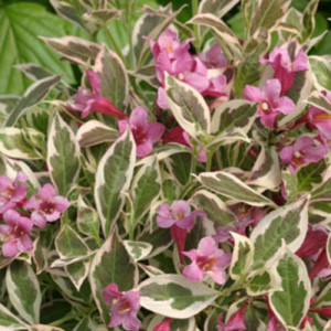 Weigela florida 'Verweig'