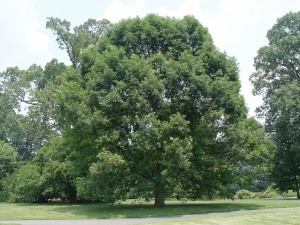 Form of Quercus alba (white oak)