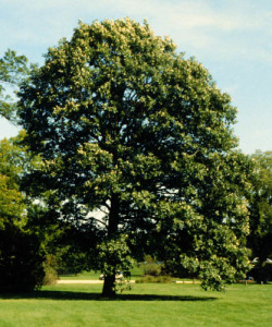 White Oak