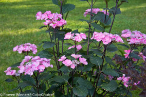 abracadabra_star_hydrangea