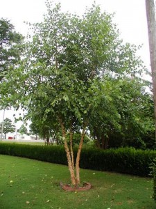 heritagebirch