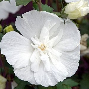 hibiscus_syriacus_white_chiffon_notwoodtwo_plantipp_new_variety_plant_breeders_rights_6675