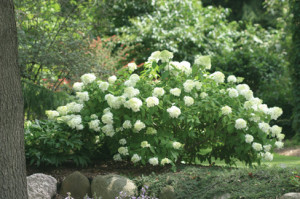 hydrangealittlelamb