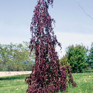 beech purple weeping trees zone gammonlandscapenursery