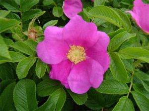 rosarugosa