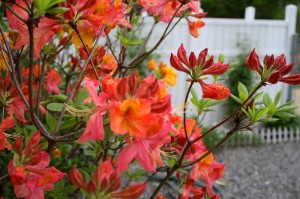 Mt. St. Helens Azalea