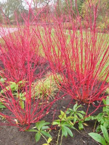 s Red Twig Dogwood