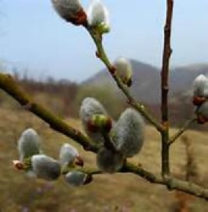 salix caprea rosea