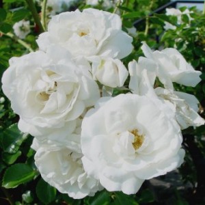 whitedawnrose