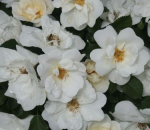 whiteoutrose