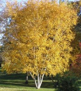 whitespirebirch