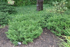 Yew – Gammon's Garden Center & Landscape Nursery