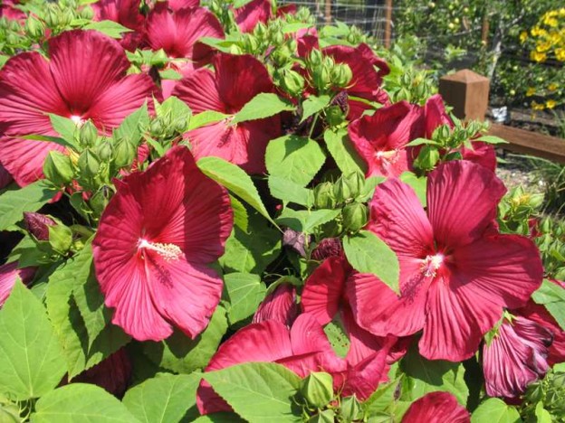 Rose of Sharon | Gammon's Garden Center & Landscape Nursery