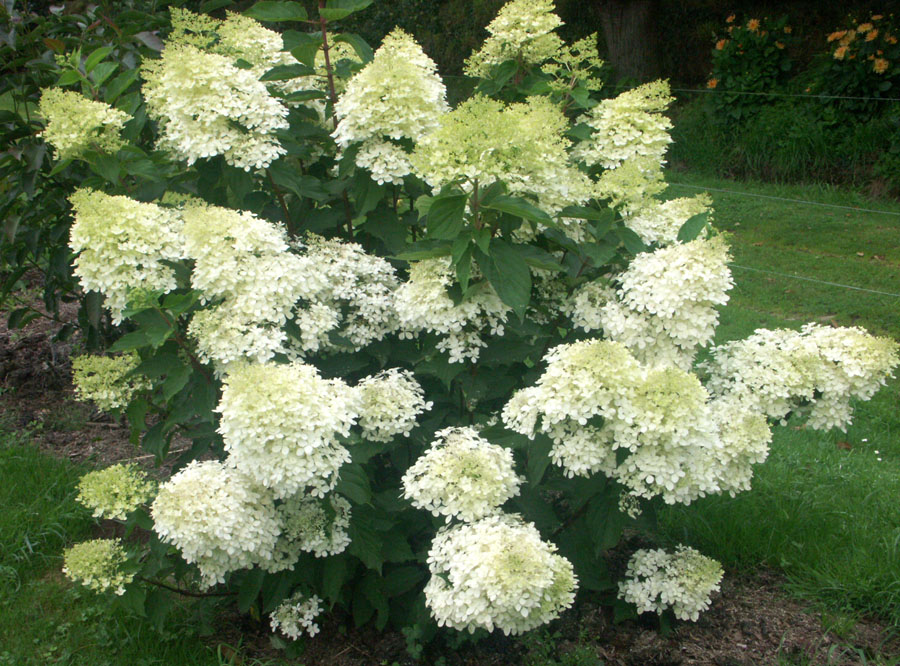 Hydrangea Trees – Gammon's Garden Center & Landscape Nursery